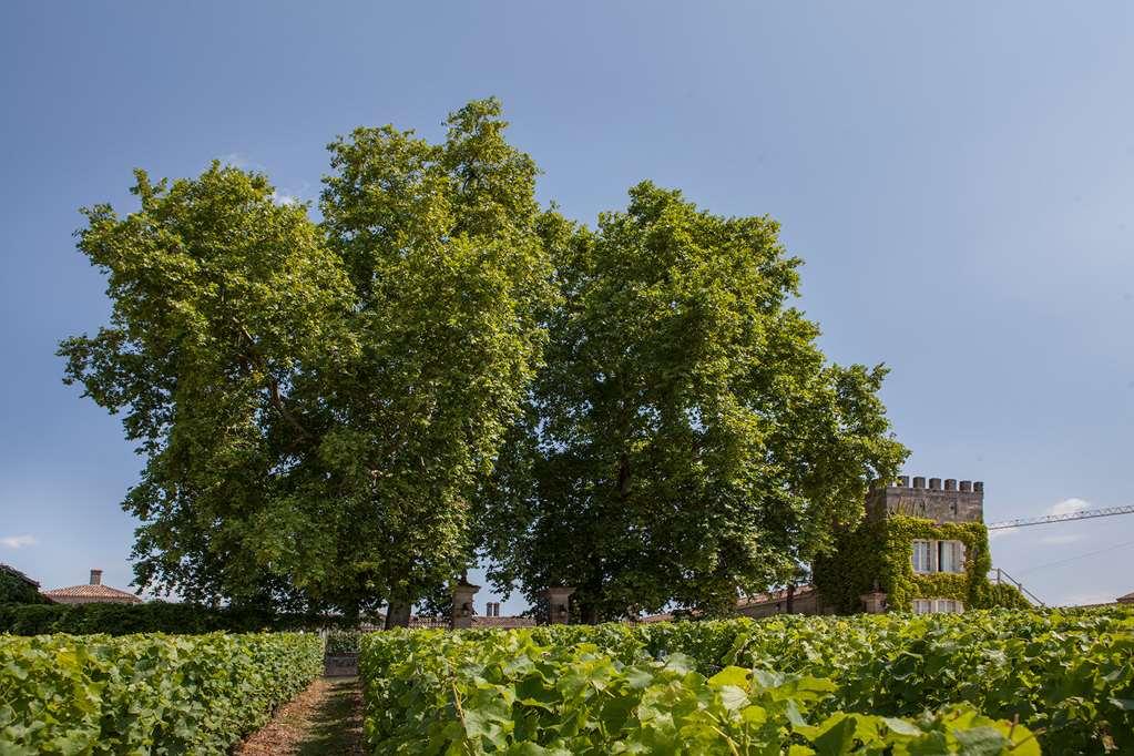 Chateau D'Arche, Grand Cru Classe De Sauternes Udogodnienia zdjęcie